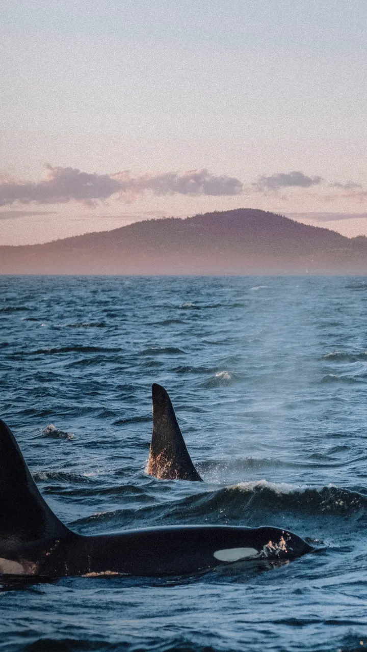 Orcas skimming the surface of the ocean