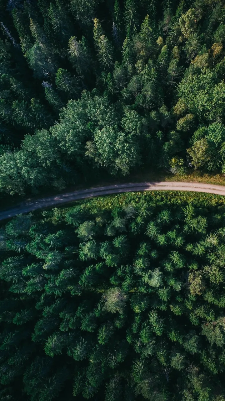 Arial view of trees with a road going through it