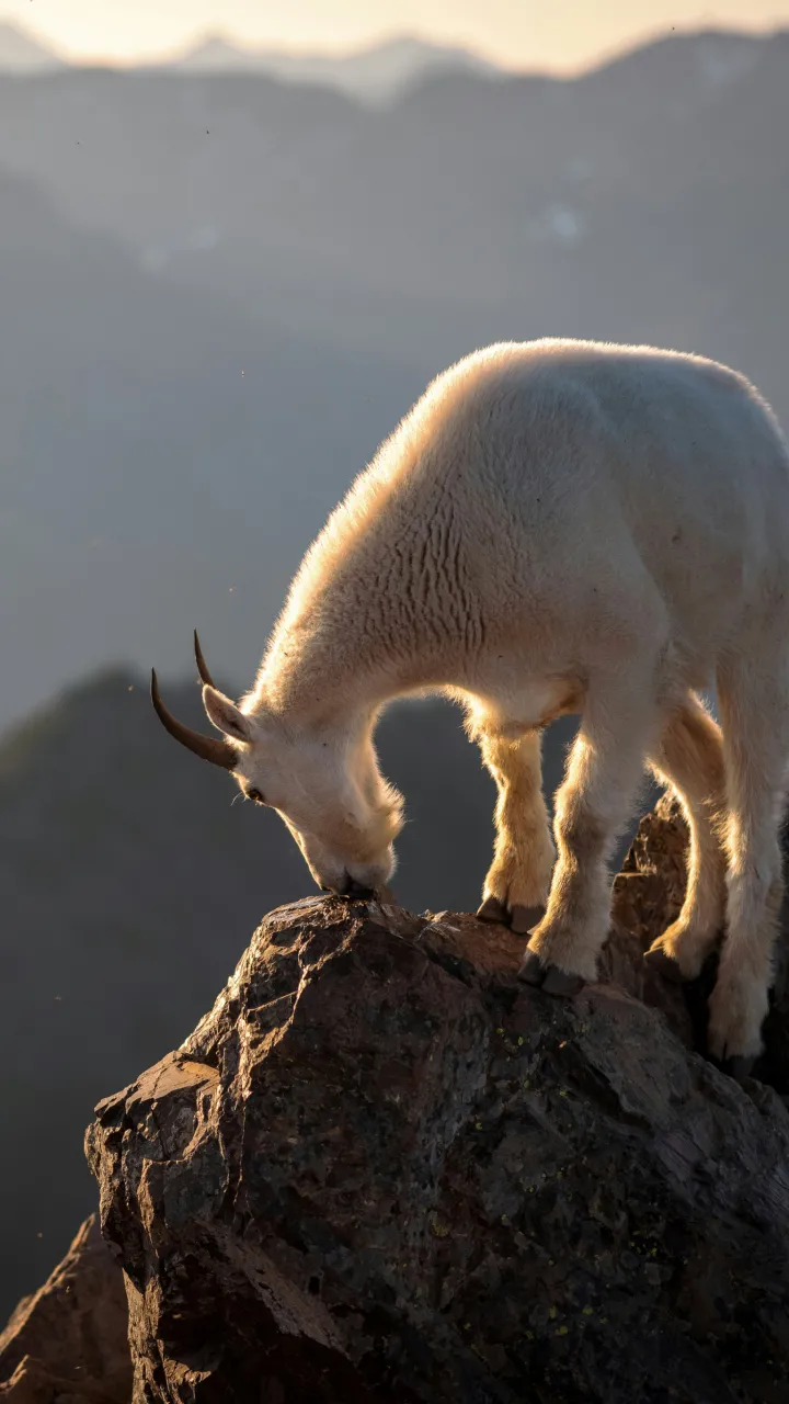 mountain goat perched on peak