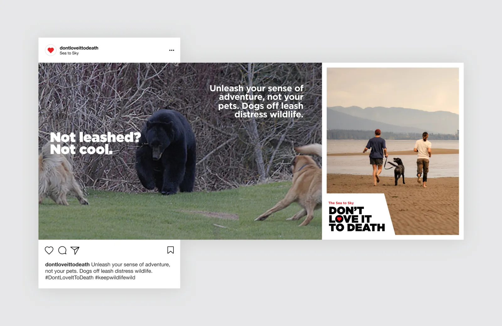 Two ads: one with unleashed dogs near a bear, another with people walking dogs on a beach.