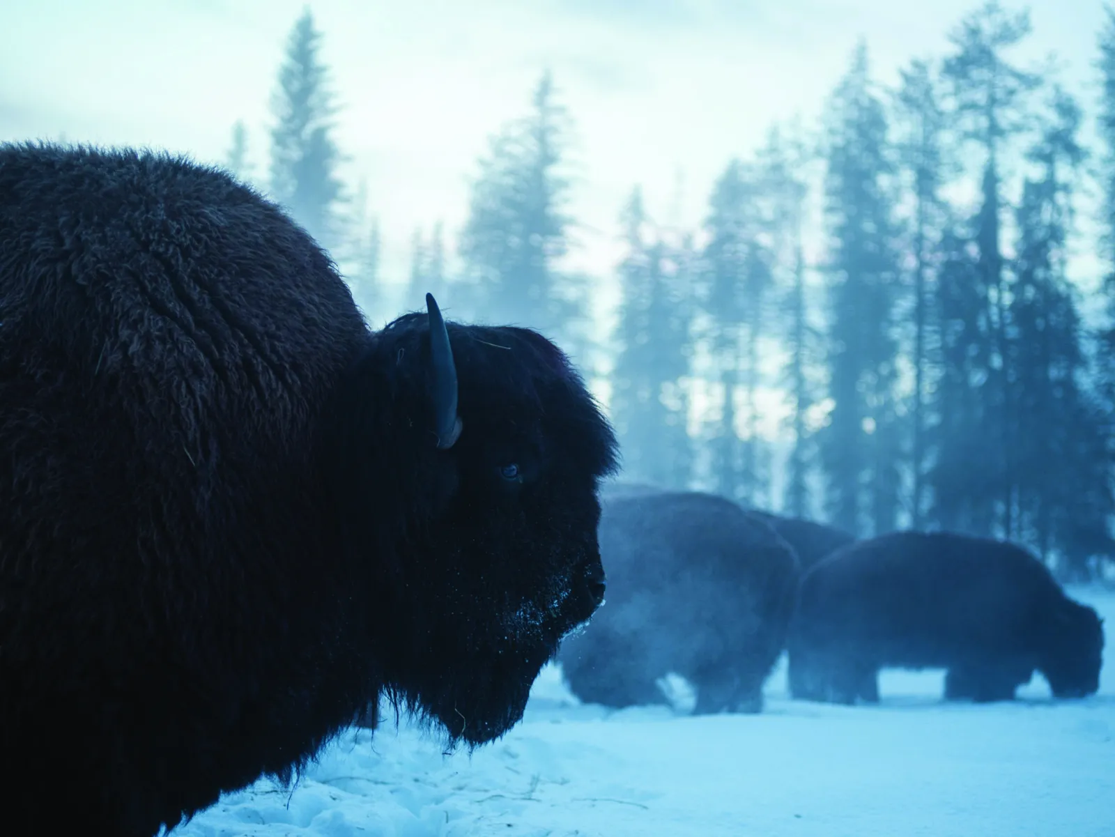 Buffalo in misty field