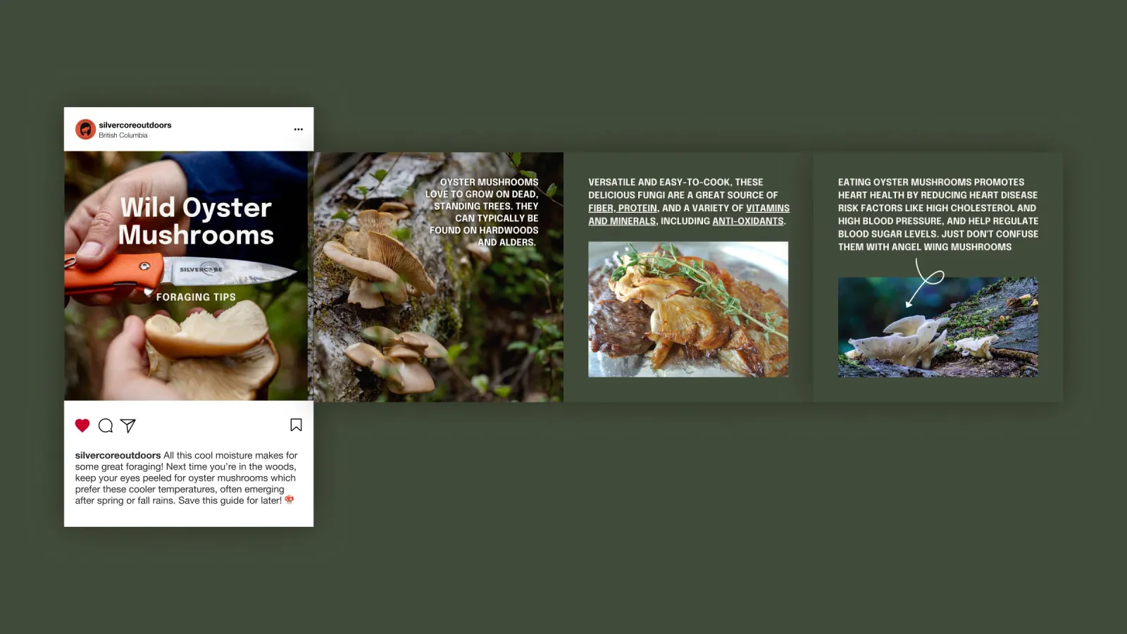 a social carousel for silvercore outdoors teaching mushroom foraging tips