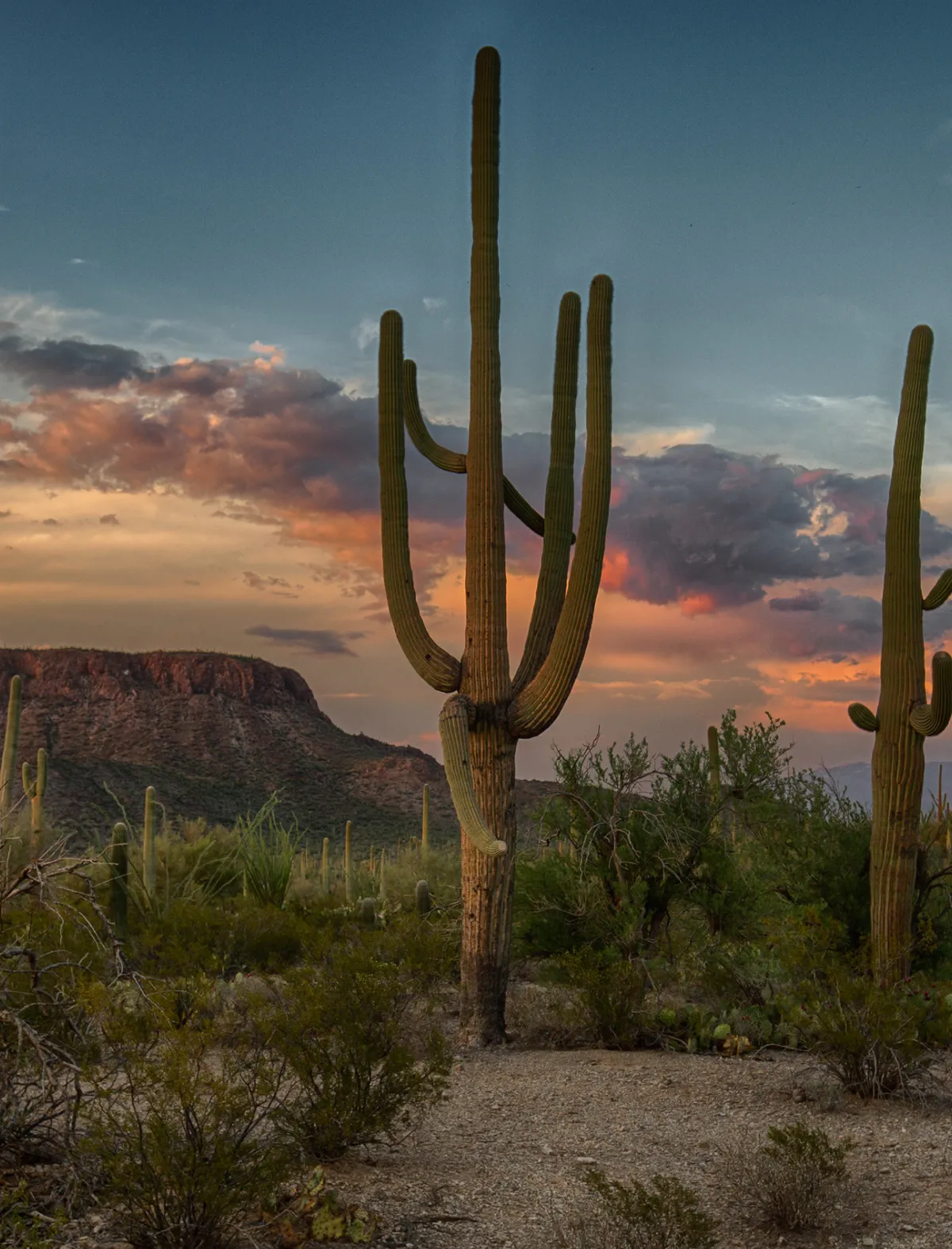 cactus in desert