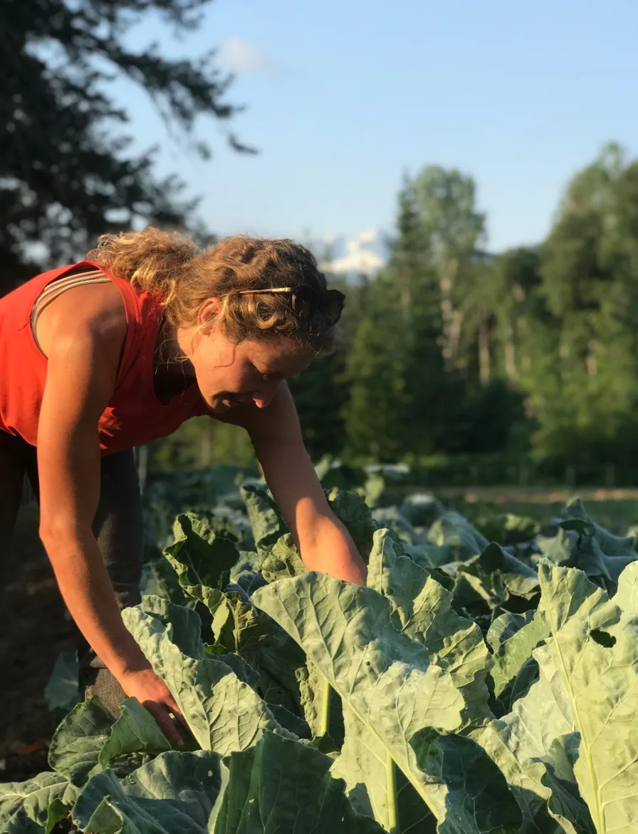 Jesse Johnston-Hill picking vegetables from the farm
