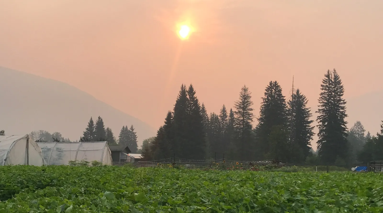 Image of Chris Rubens farm during forest fire season