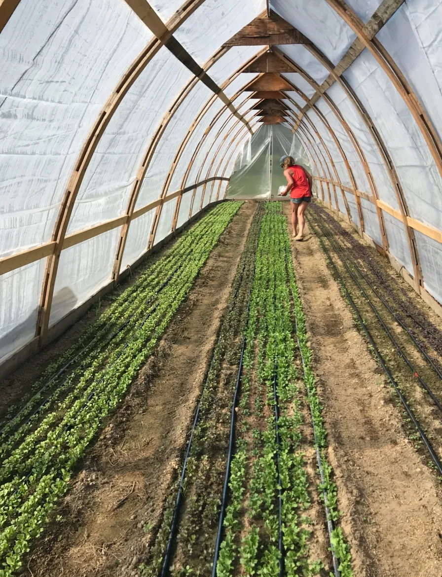 Chris Rubens green house