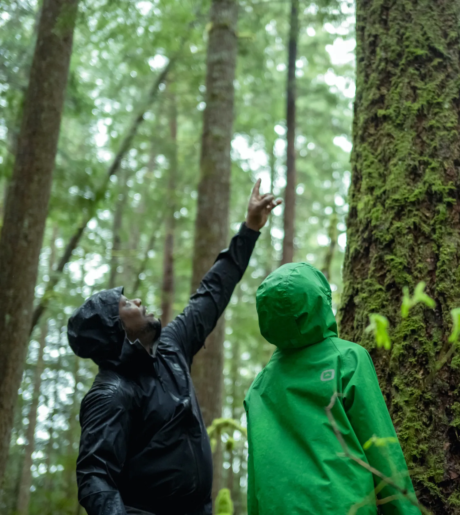 Two people wearing raincoats looking and pointing at a tree