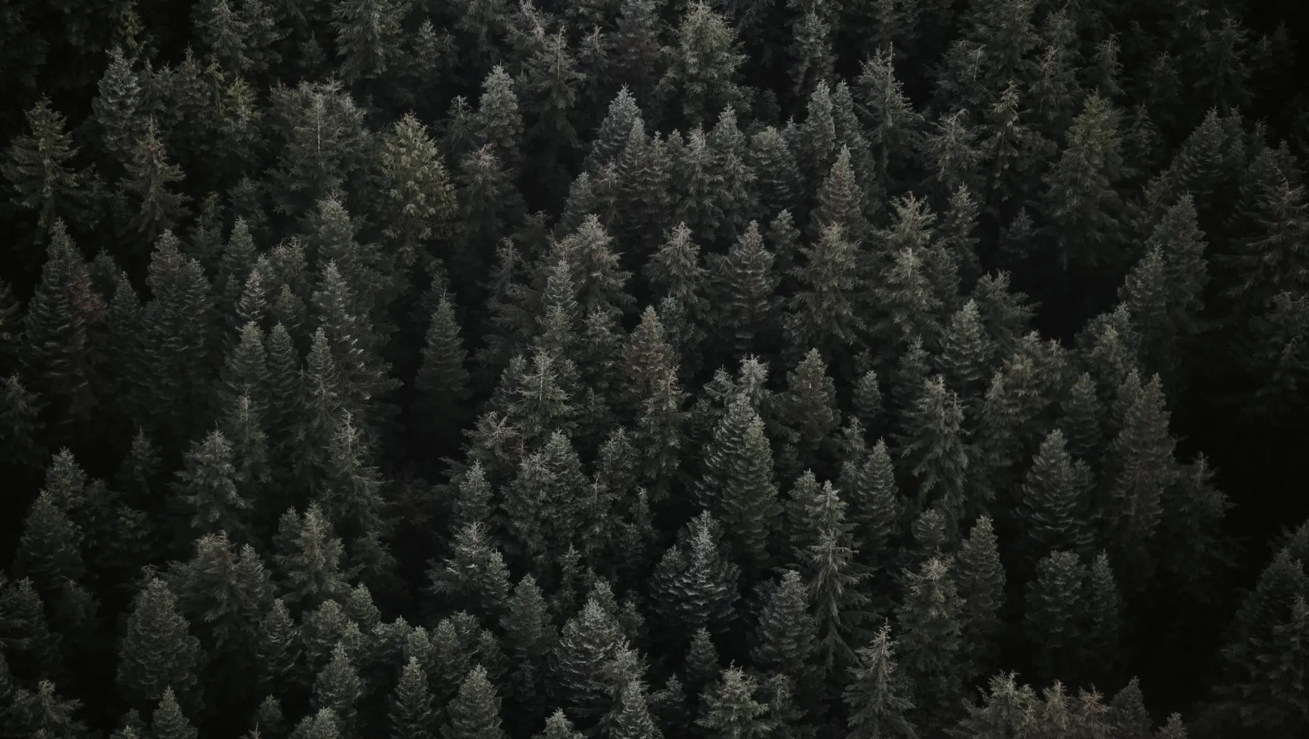 Arial shot of trees