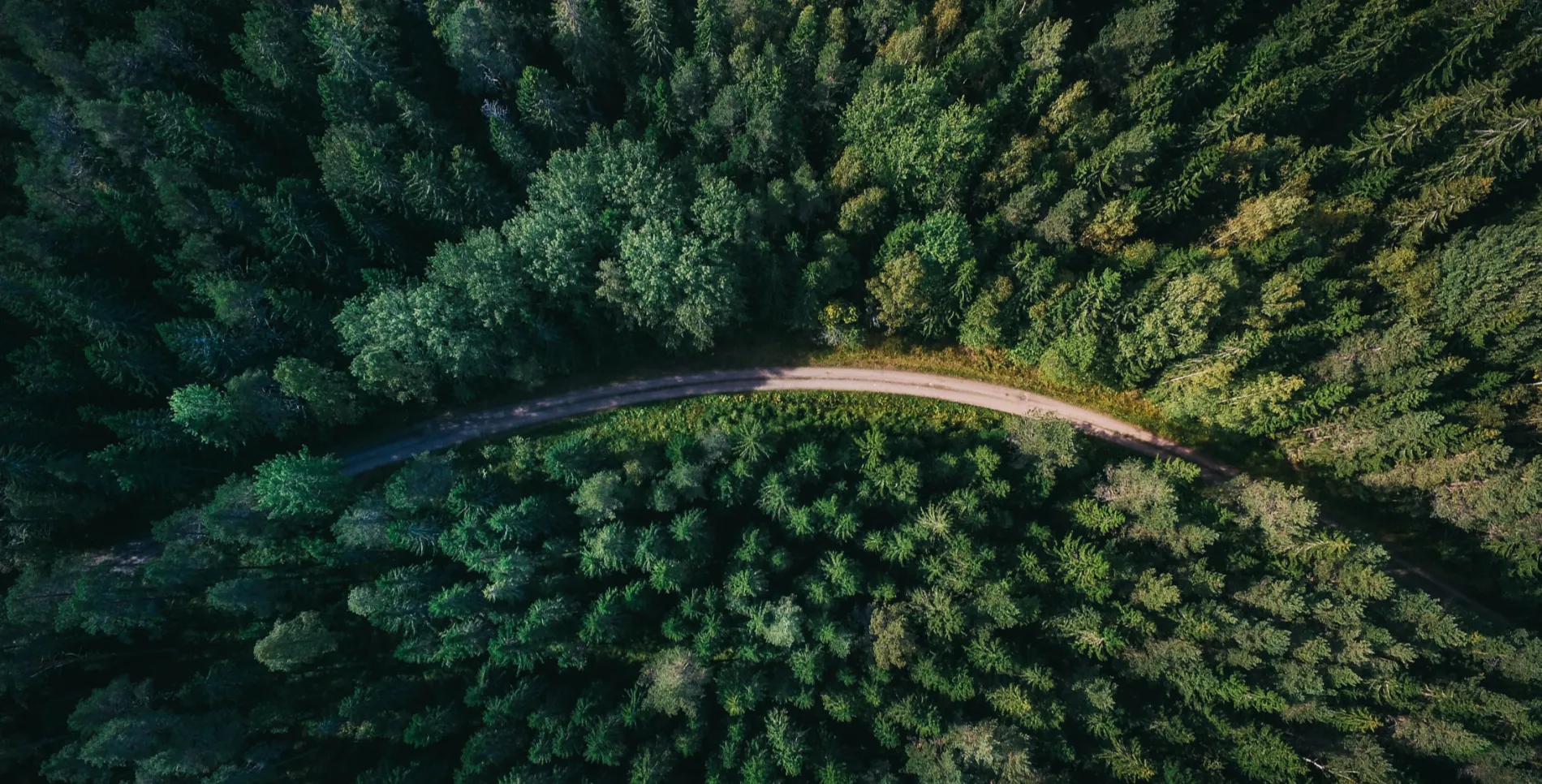 Arial view of trees with a road going through it