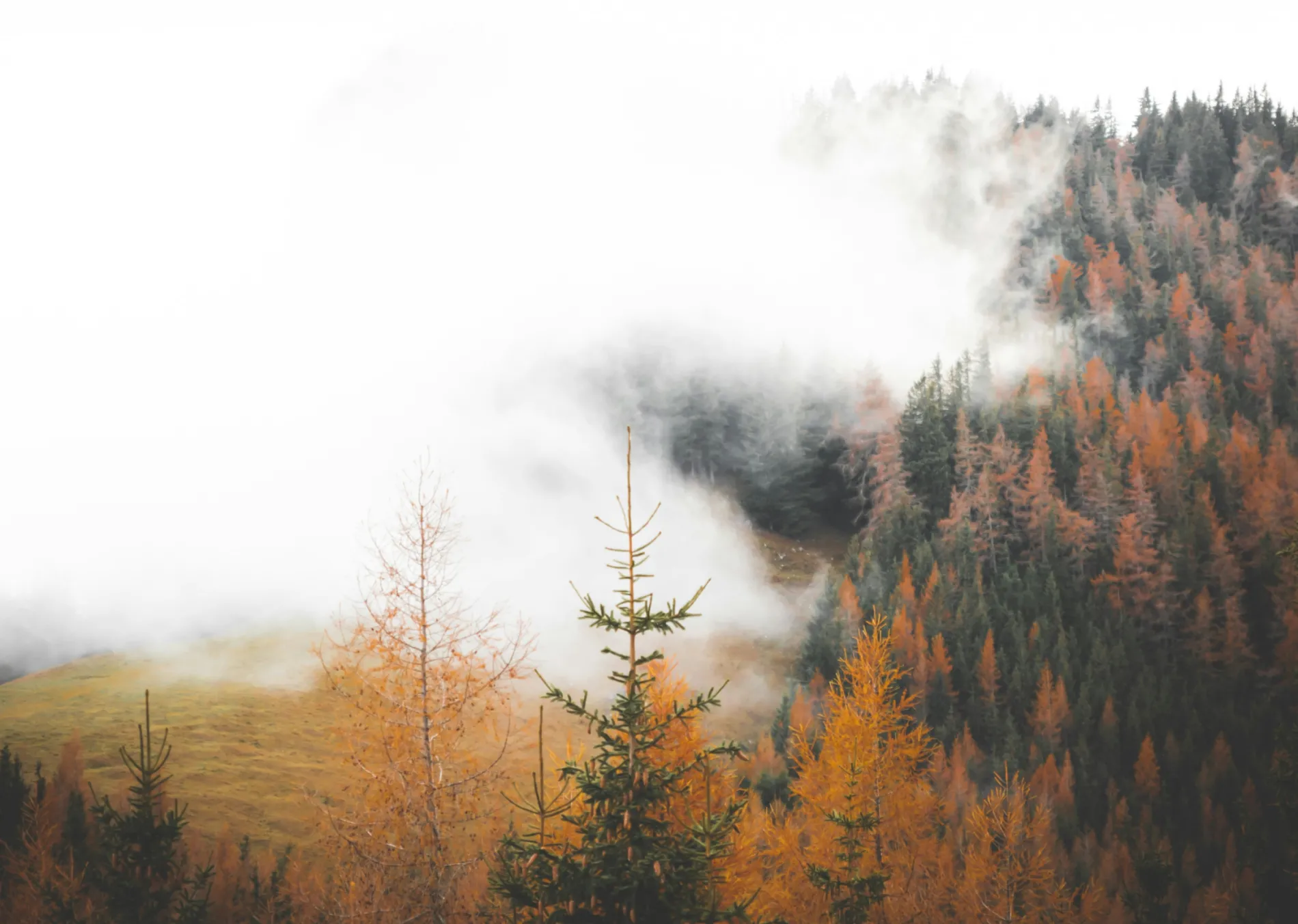 A forest in fall