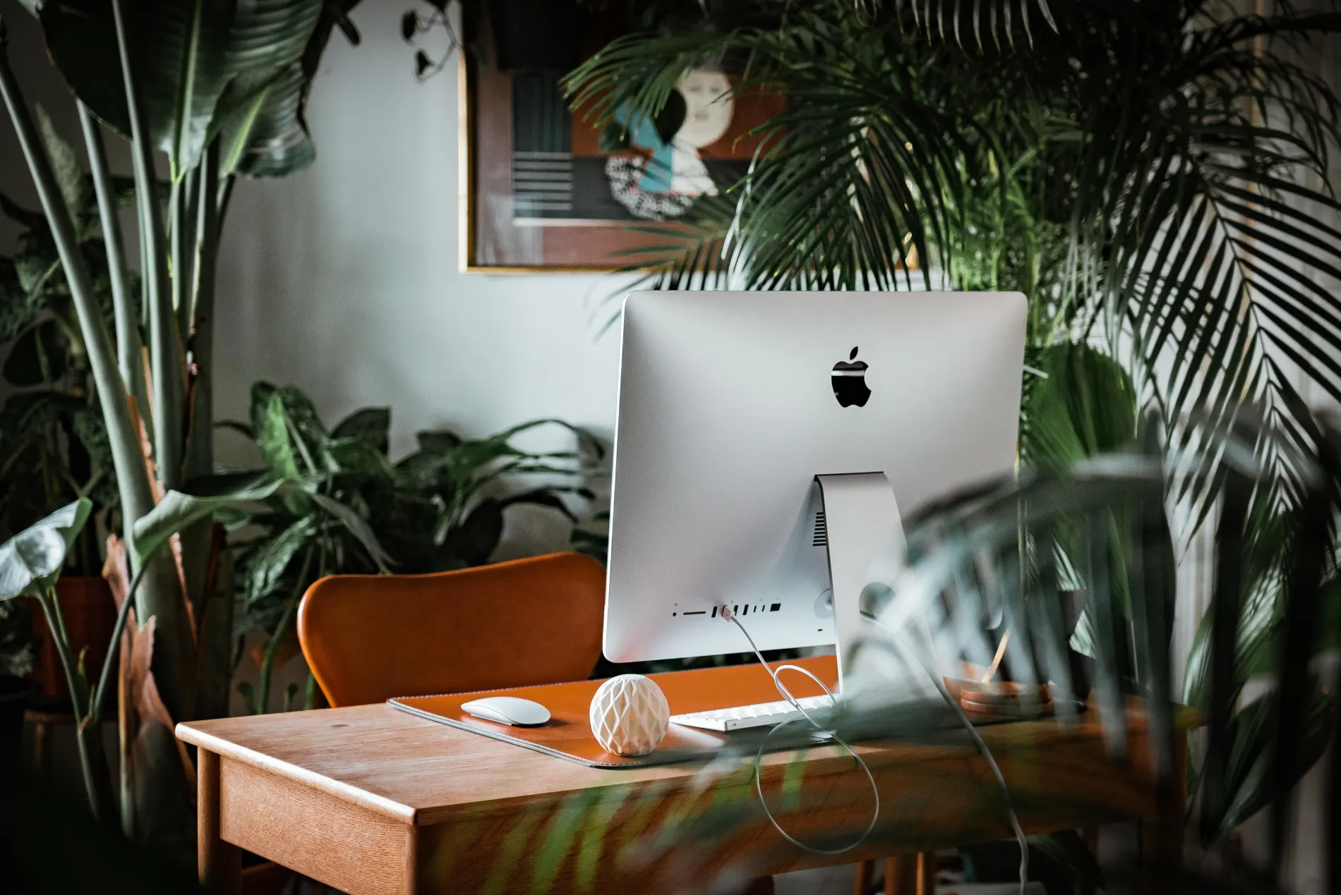 Imac in front of plant